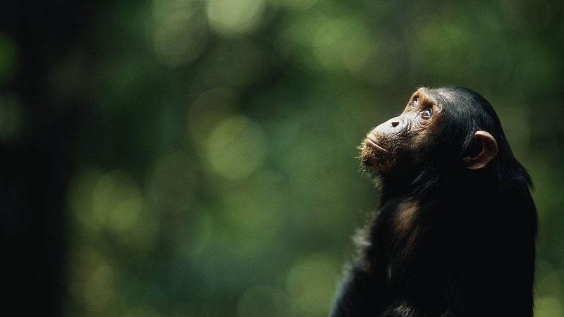 Curiosidad, indiferencia o necesidad de aparearse: así reaccionan los animales ante un eclipse solar