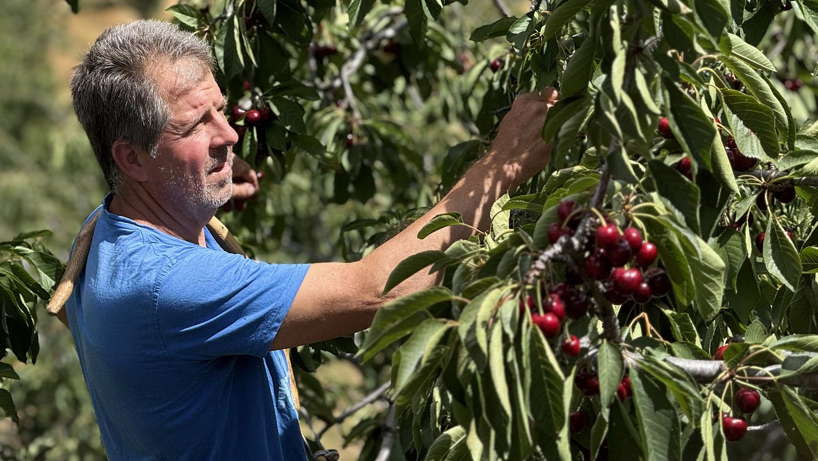 Cerezas recolectadas de madrugada para esquivar el calor extremo / Foto: Rubén Caballero - Noticias de Extremadura | Ver