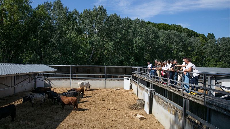 Sanfermines 2026: los Corrales del Gas abren al público con las primeras ganaderías