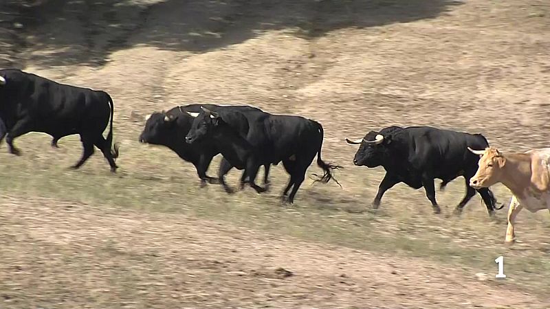 Toros de la corrida de rejones 2026: El Capea - Carmen Lorenzo, reses con trapío y cuajo