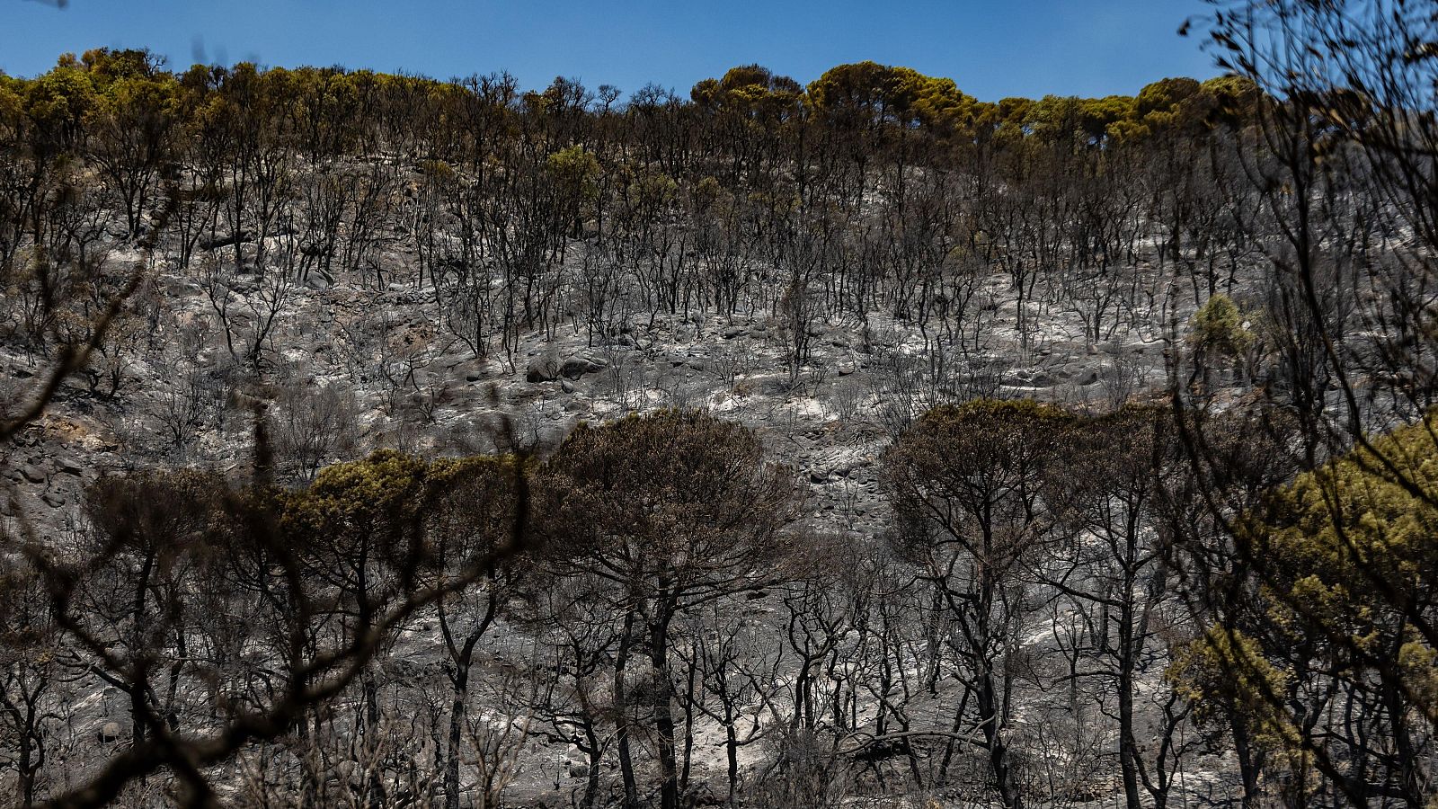 Zona cremada del mass�s de Les Gavarres per l'incendi iniciat divendres a la Bisbal d'Empord�