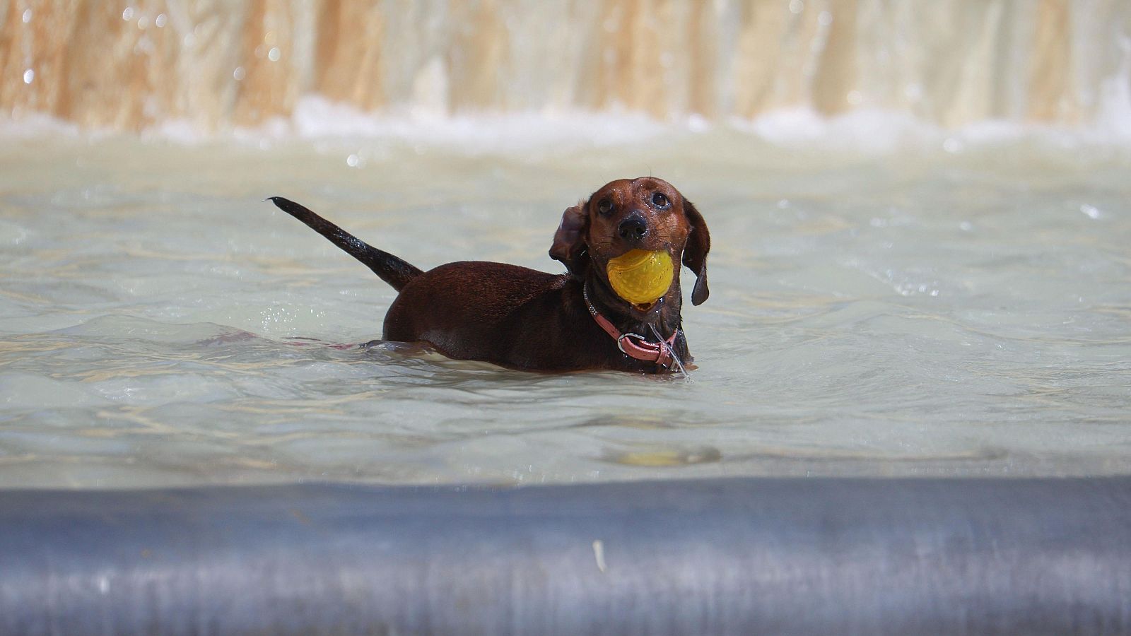 Cómo prevenir los golpes de calor en mascotas: consejos y recomendaciones - Canal 24h | Ver vídeo