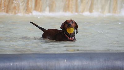 Consejos y recomendaciones para evitar golpes de calor en mascotas