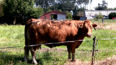 As� funcionan los collares GPS que est�n modernizando la ganader�a gallega