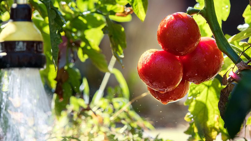 Regar menos los tomates mejora su sabor y su valor funcional