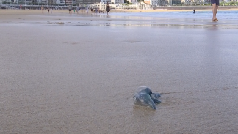 Las carabelas portuguesas, unos visitantes molestos que han llegado a las playas vascas para quedarse