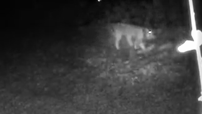 La visita de un lince ibérico a Álava es toda una sorpresa que da testimonio de su recuperación
