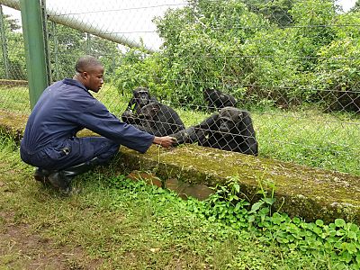 Lwiro: salvar primates es preservar RDCongo
