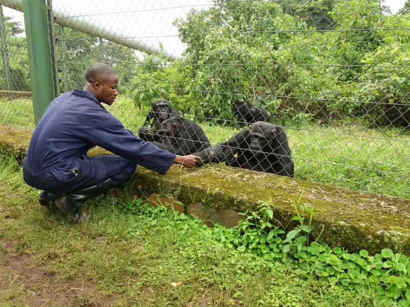 Primates del Congo: víctimas de una guerra ajena