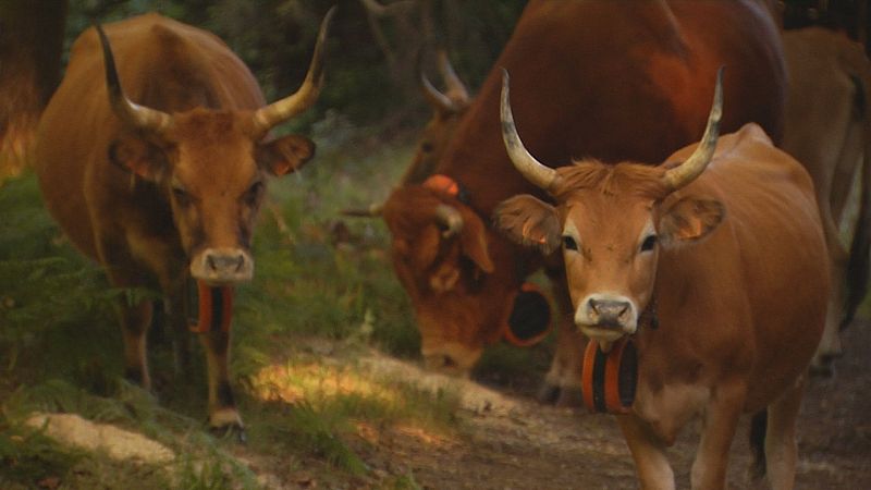 Vacas cachenas limpan os montes de Gondomar para previr incendios forestais