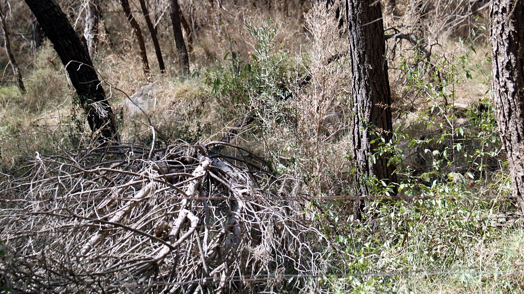 Branques caigudes per la for�a del vent a Cardona, al Bages