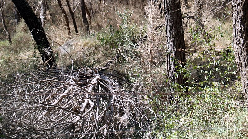 El vent mant� el risc extrem d'incendi aquest cap de setmana