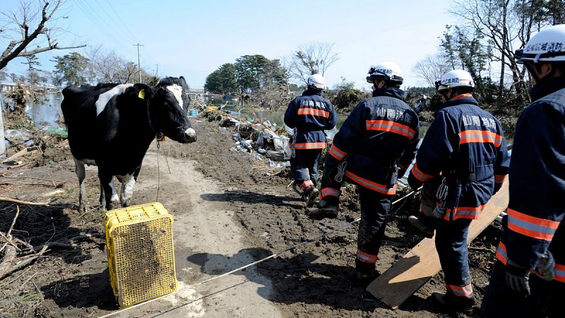 Un estudio concluye que no hay evidencia científica de que los animales puedan predecir terremotos