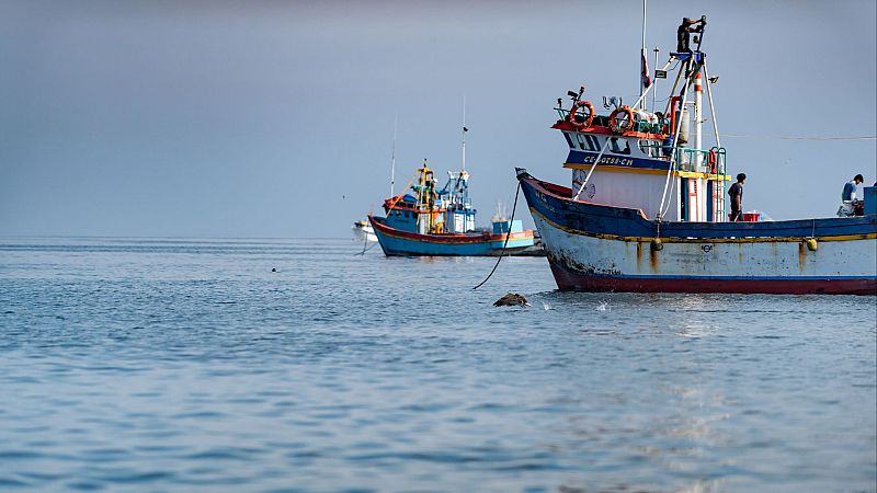 El Ni�o deja a Per� sin anchovetas