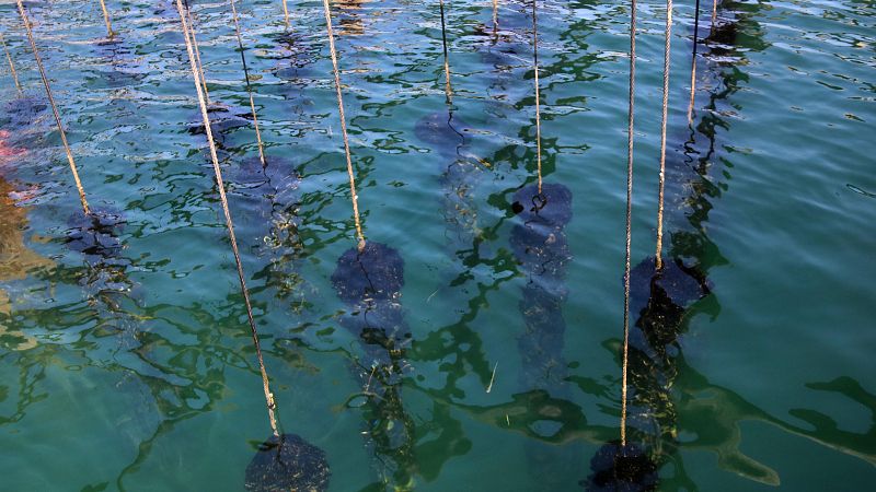 El canvi climàtic ofega el musclo del Delta de l'Ebre: el sector perd 500 tones i reclama ajuts urgents