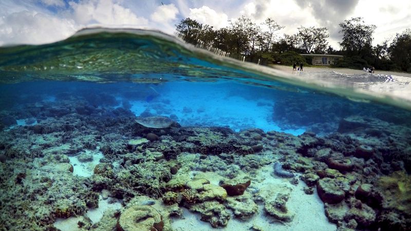 Casi el 30% de los corales de la Gran Barrera se perdió en sólo nueve meses por la ola de calor marina de 2016