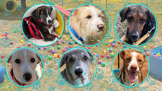 Dog House T2 ep3 (1)