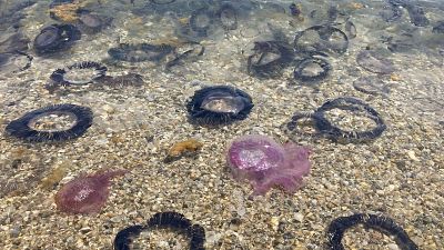 La temperatura del mar deixa les platges gairebé sense meduses