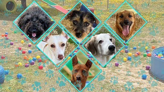 Dog House ep 4 T2