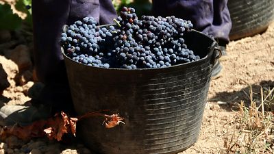 Front comú dels productors de la vinya per denunciar abús en els preus
