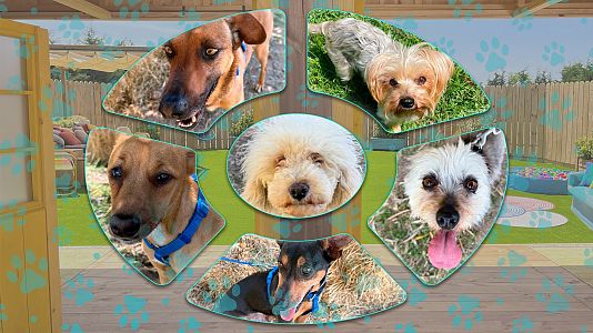 Dog House ep 5 T2