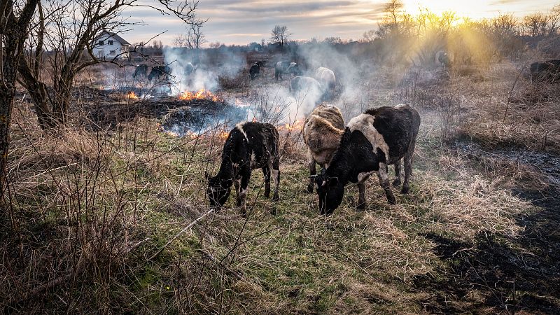 La emergencia olvidada: qué ocurre con los animales cuando arde el monte