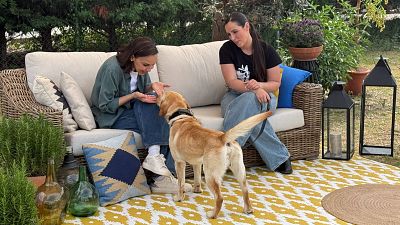 La segunda vida de Uro, el labrador que no pudo trabajar con la Guardia Civil