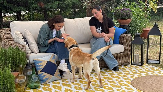 Un "h�roe de cuatro patas" busca familia en 'Dog House'