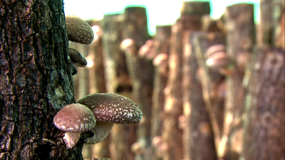 El arte del cultivo y la cocina de la seta Shiitake