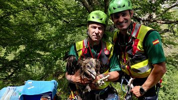 El quebrantahuesos se consolida en Picos de Europa y avanza hacia la autosostenibilidad