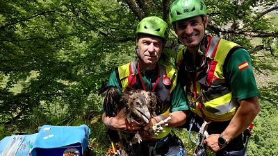 El quebrantahuesos se consolida en Picos de Europa y avanza hacia la autosostenibilidad
