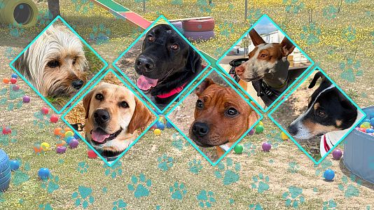 Dog House EP6 T2 - Bimbo-Carol-Maya-Chechu-Ribera-Uro