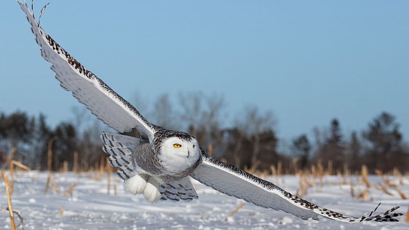 Una de cada ocho especies de aves en el planeta está en riesgo de extinción