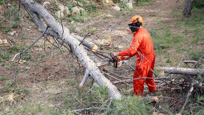 El Govern i les diputacions uneixen forces per gestionar els boscos