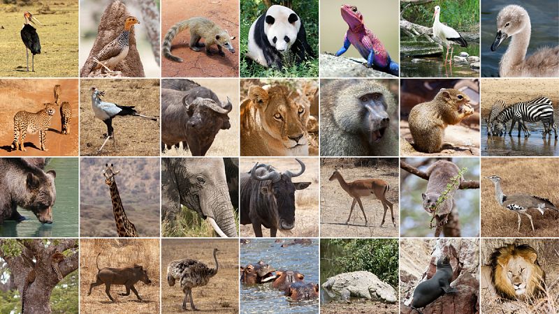 Secuenciar el ADN de todas las especies terrestres, objetivo del proyecto "más ambicioso en la historia de la biología"