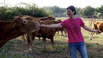 Monte Orodea, ganadera, con su reba�o de vacas retintas en El Pedroso (Sevilla)