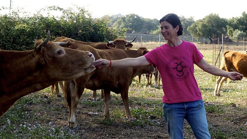 Monte Orodea, ganadera, con su reba�o de vacas retintas en El Pedroso (Sevilla)
