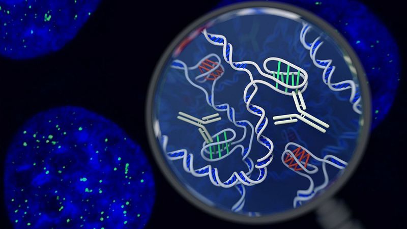 Identifican una nueva estructura de ADN en las células humanas