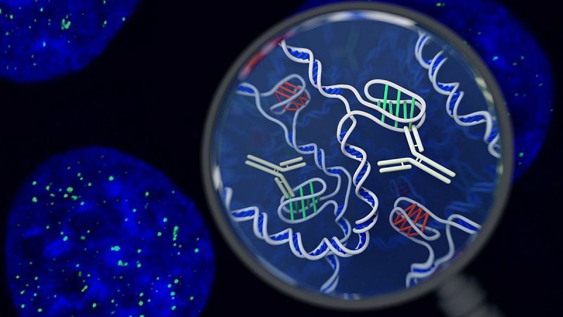 Identifican una nueva estructura de ADN en las células humanas