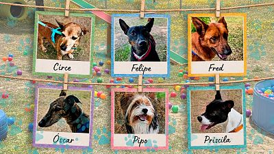 Vota por tu perro favorito del octavo y último episodio de 'Dog House'