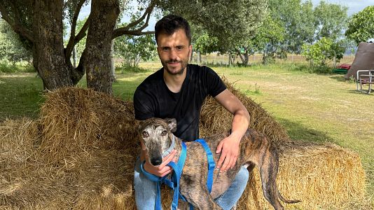Dog House - Galgo