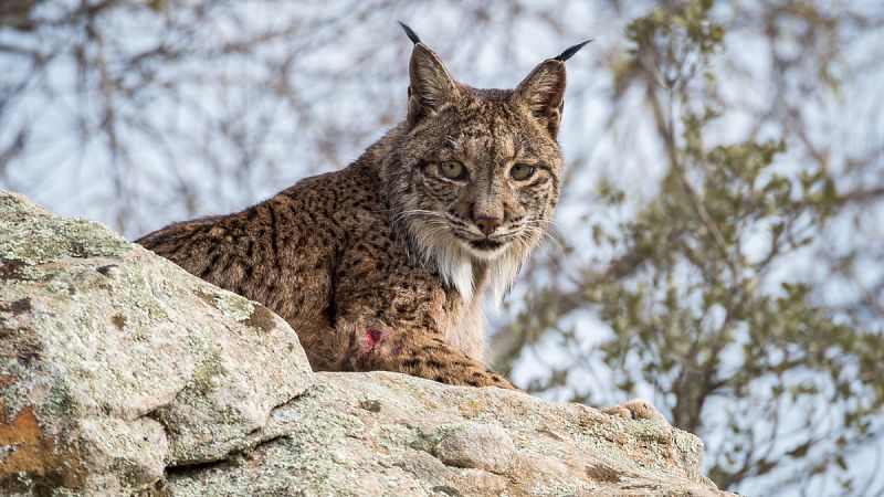 La población de lince ibérico ronda ya los 600 ejemplares tras esquivar la extinción