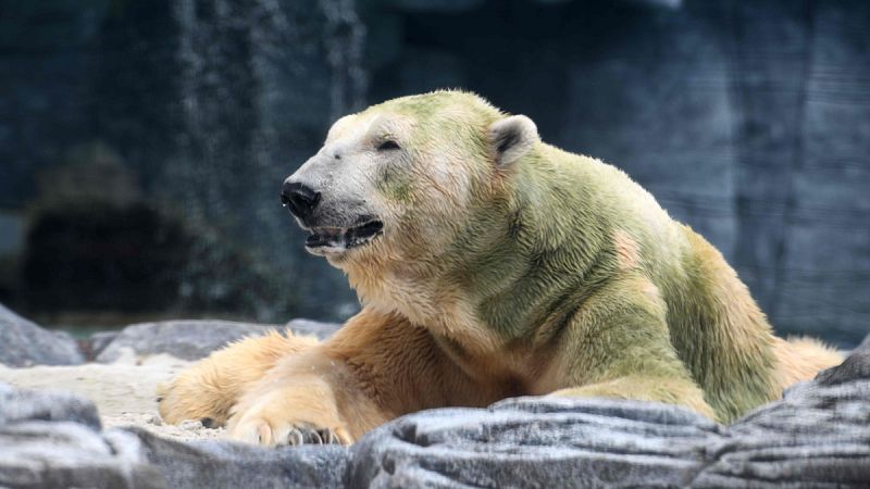 Muere Inuka, el único oso polar nacido en el trópico