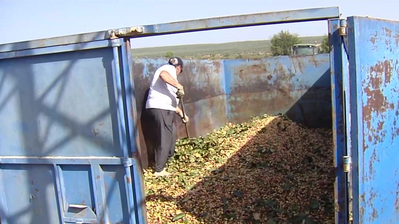 Hombre con gorra y pala trabajando en un contenedor azul lleno de aceitunas y hojas verdes en un campo.