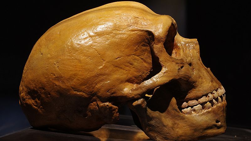 La forma del cerebro de los neandertales pudo contribuir a su extinción