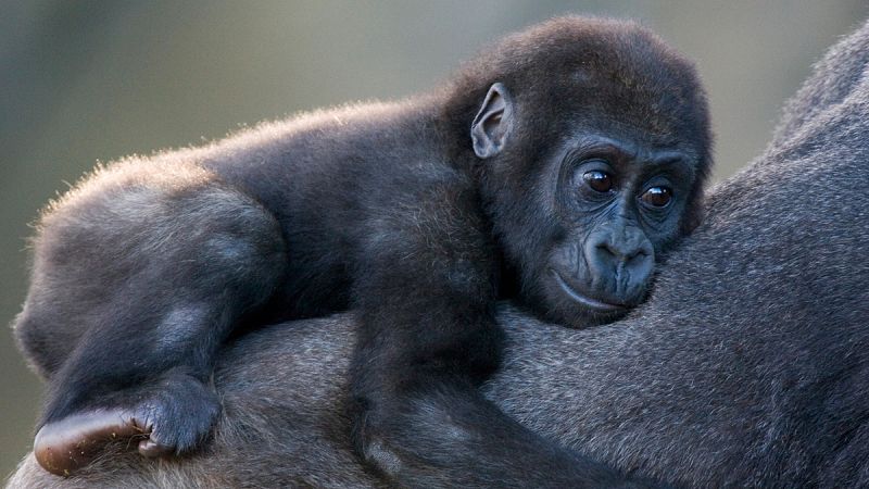 Un estudio revela que hay más gorilas y chimpancés en África Occidental de lo que se creía