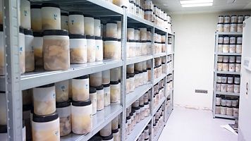 El Banco de Tejidos CIEN, donde los cerebros donados se convierten en investigaci�n contra el Alzheimer