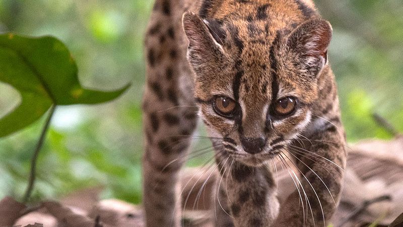 Descubren en Bolivia el tilcayo, una nueva especie de felino salvaje