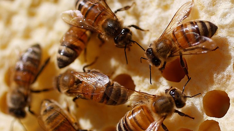 La UE aprueba vetar el uso de los pesticidas más dañinos para las abejas y otros polinizadores