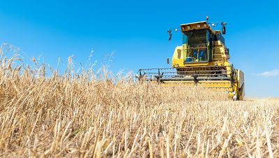 El cultivo de cereal en Espa�a, en peligro